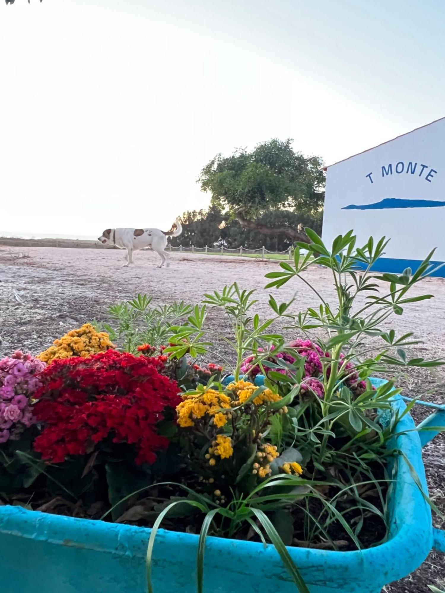 T Monte Villa Porto Covo Eksteriør bilde